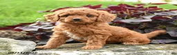 Miniature Labradoodle dogs for sale: Polly - Ad 3