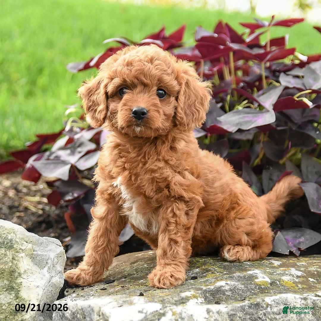 Miniature Labradoodle dogs for sale: Polly - Ad 3