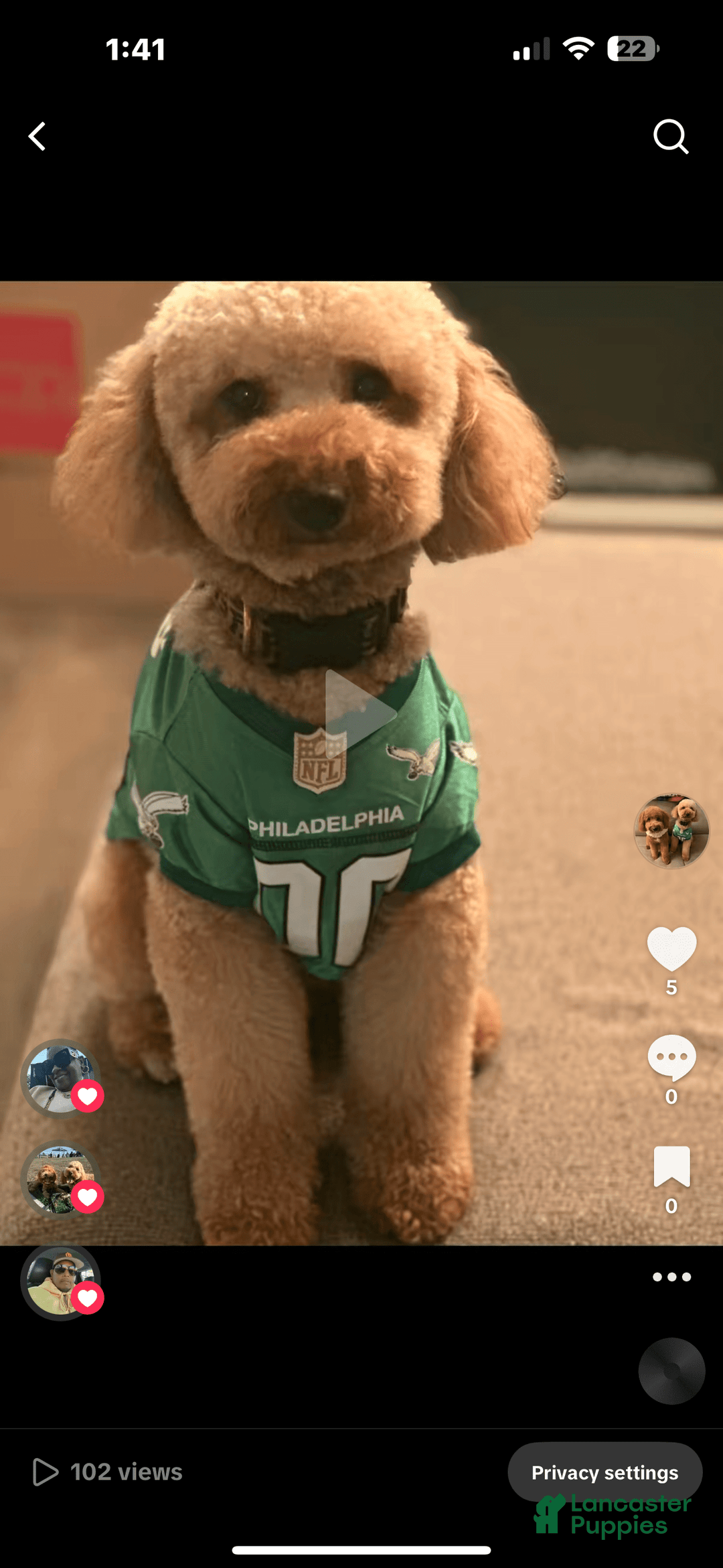 Goldendoodle dogs for sale: Milo - Ad 6