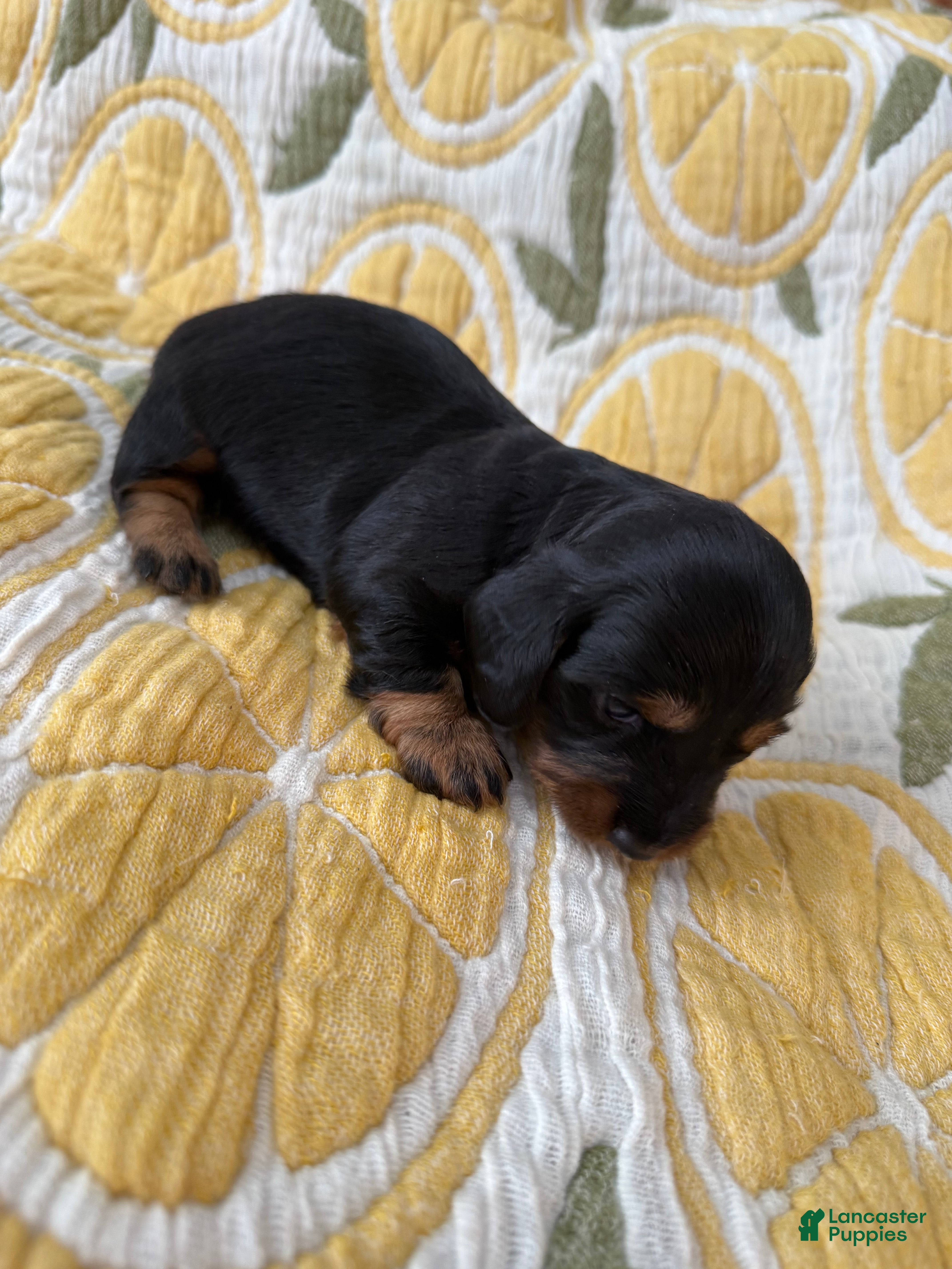 Miniature Dachshund dogs Daisy - Ad 2