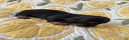 Miniature Dachshund dogs for sale: Daisy - Ad 2