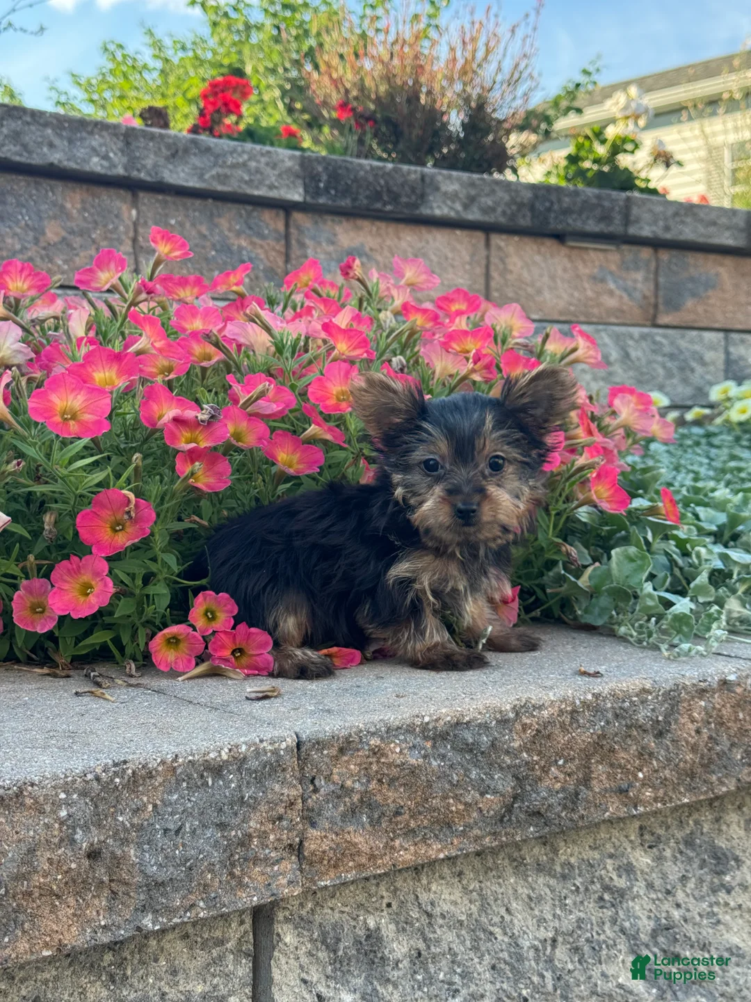 Yorkshire Terrier dogs for sale: Teacup Yuzu  - Ad 3