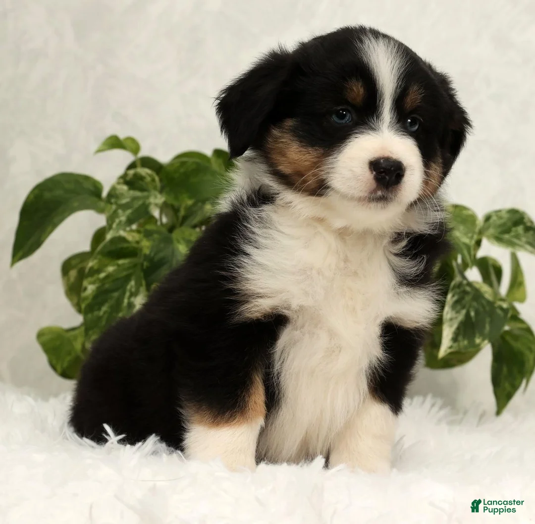 Miniature Australian Shepherd dogs for sale: Sophie - Ad 5