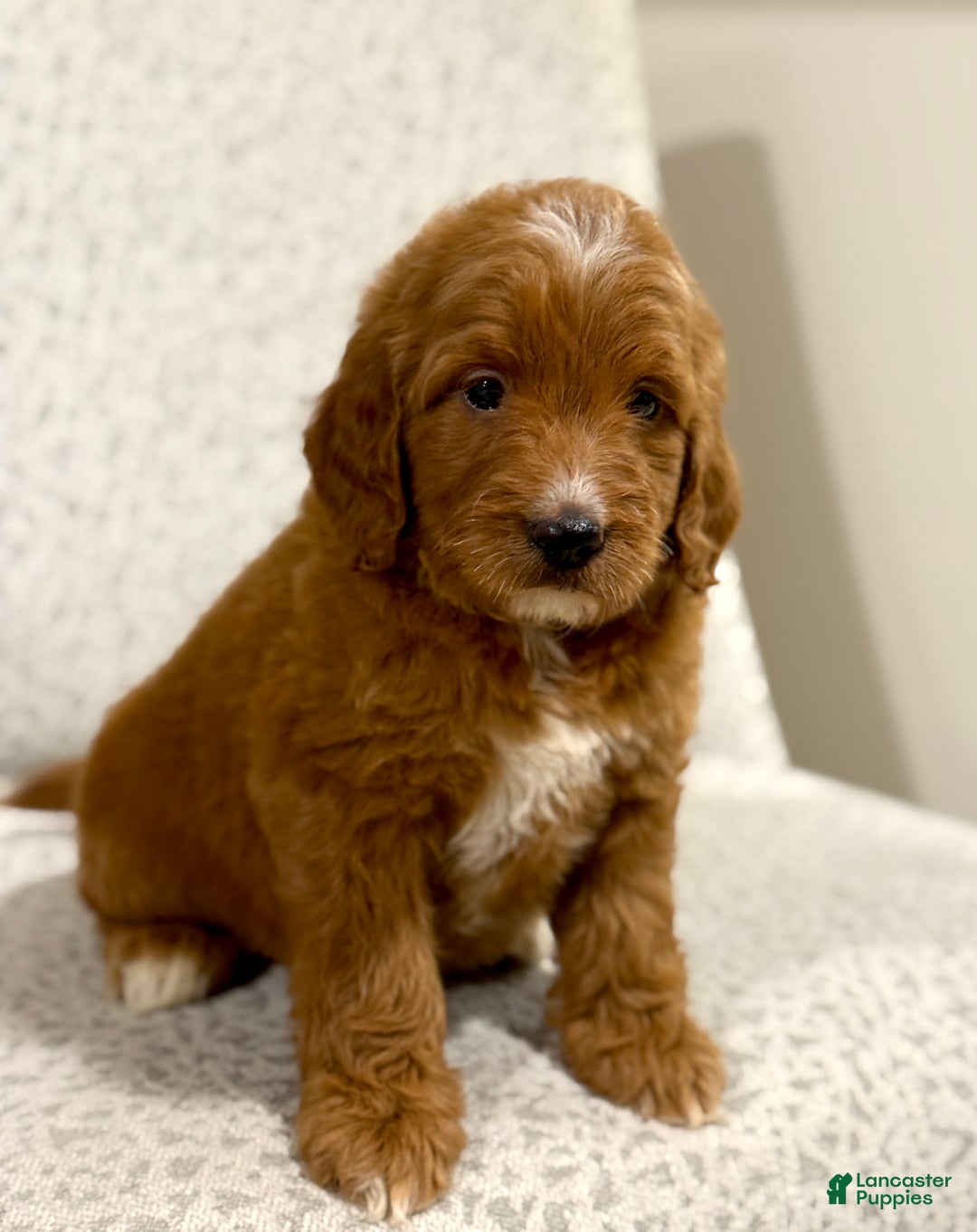 Goldendoodle dogs for sale: Penny - Ad 13