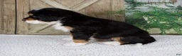Bernese Mountain Dog dogs for sale: Esmea - Ad 4