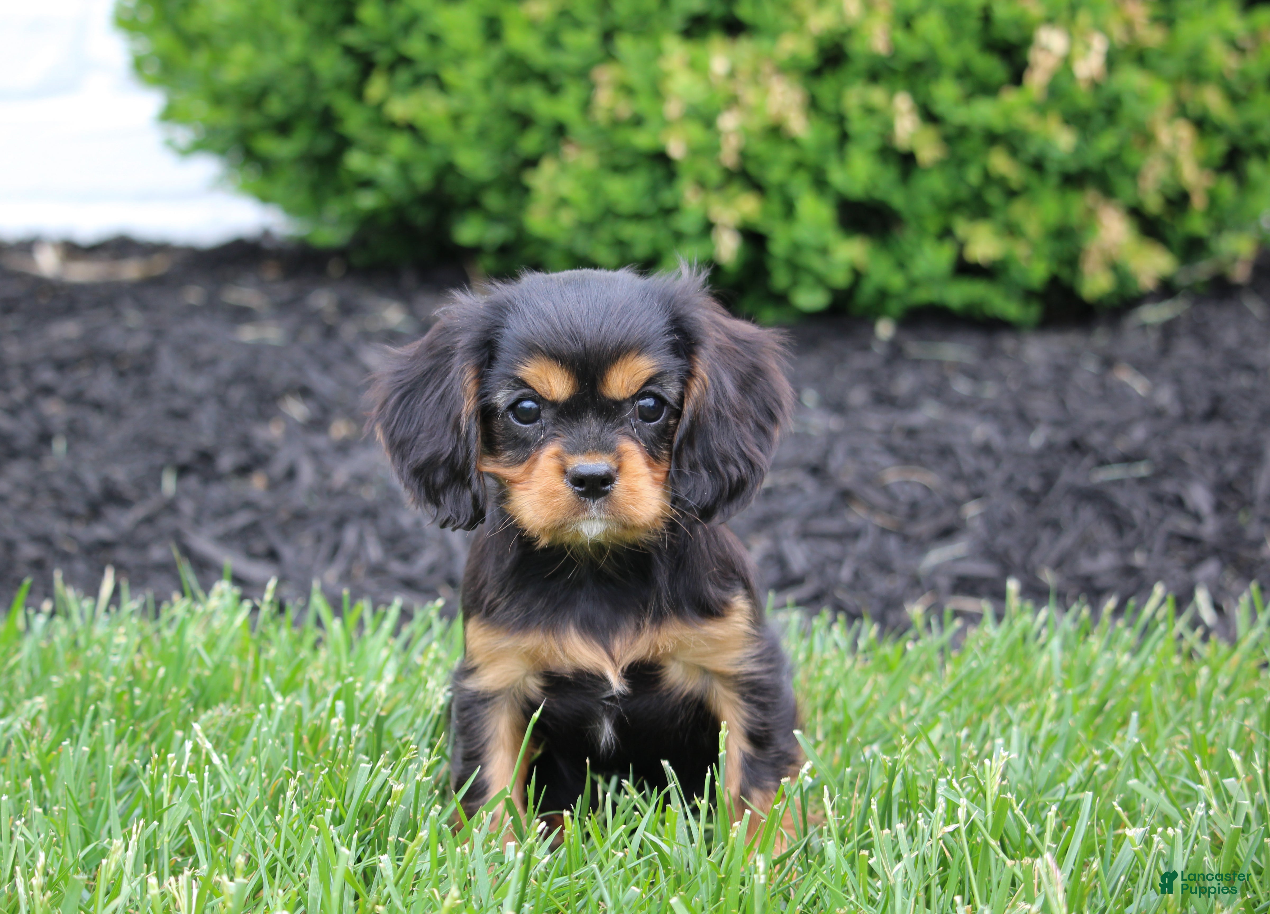 Cavalier King Charles Spaniel dogs Benny - Ad 1
