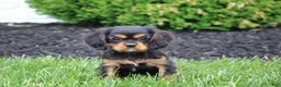 Cavalier King Charles Spaniel dogs for sale: Benny - Ad 1