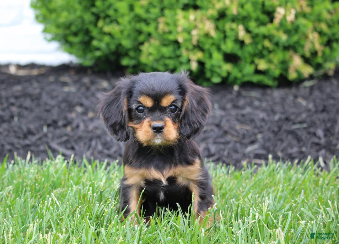 Cavalier King Charles Spaniel dogs for sale: Benny - Ad 1