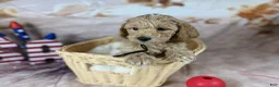 Mini Goldendoodle dogs for sale: Mando - Ad 1