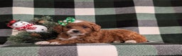 Cavapoo dogs for sale: Annaliese Hypoallergenic - Ad 6