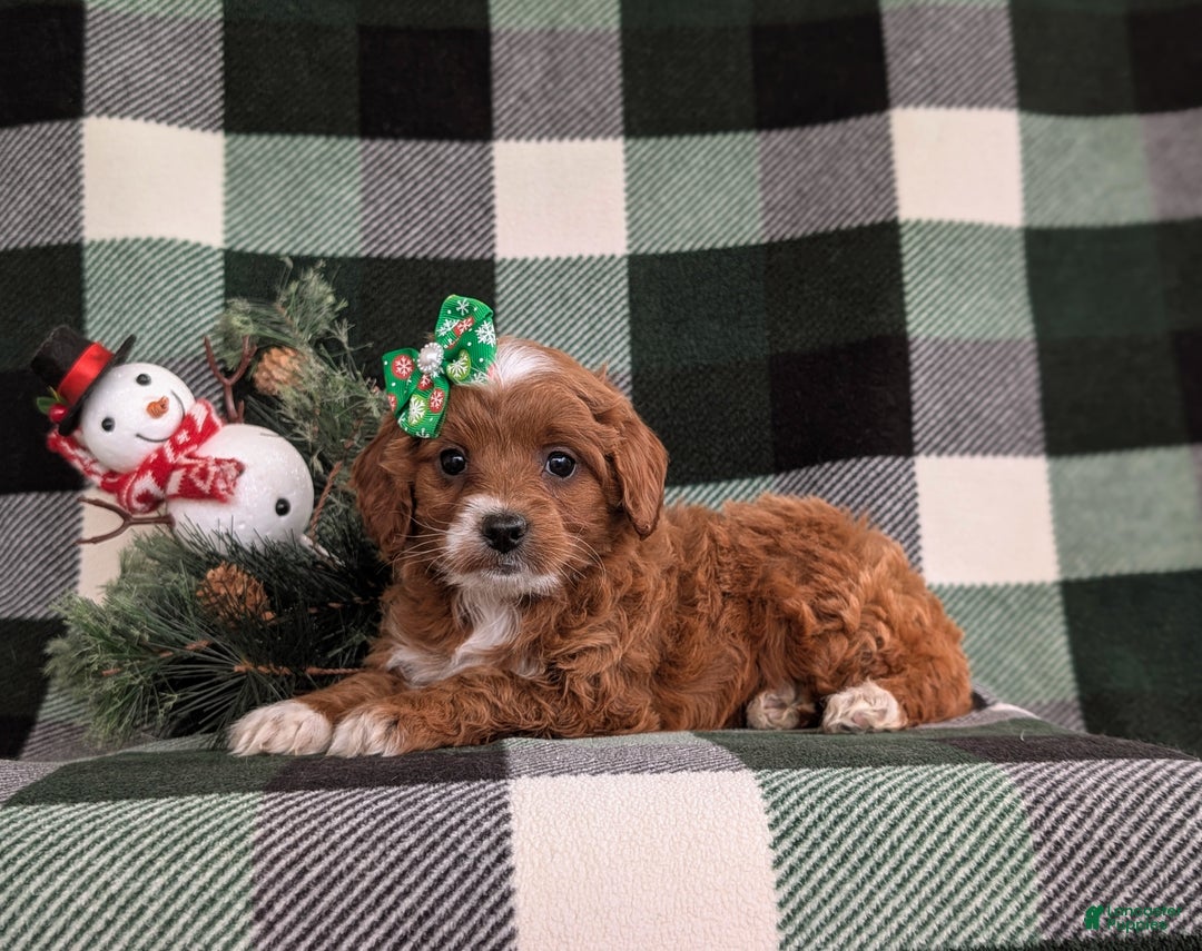 Cavapoo dogs for sale: Annaliese Hypoallergenic - Ad 6