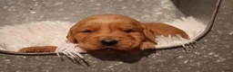 Golden Retriever dogs for sale: Liz - AKC, Genetically Clear - Ad 5