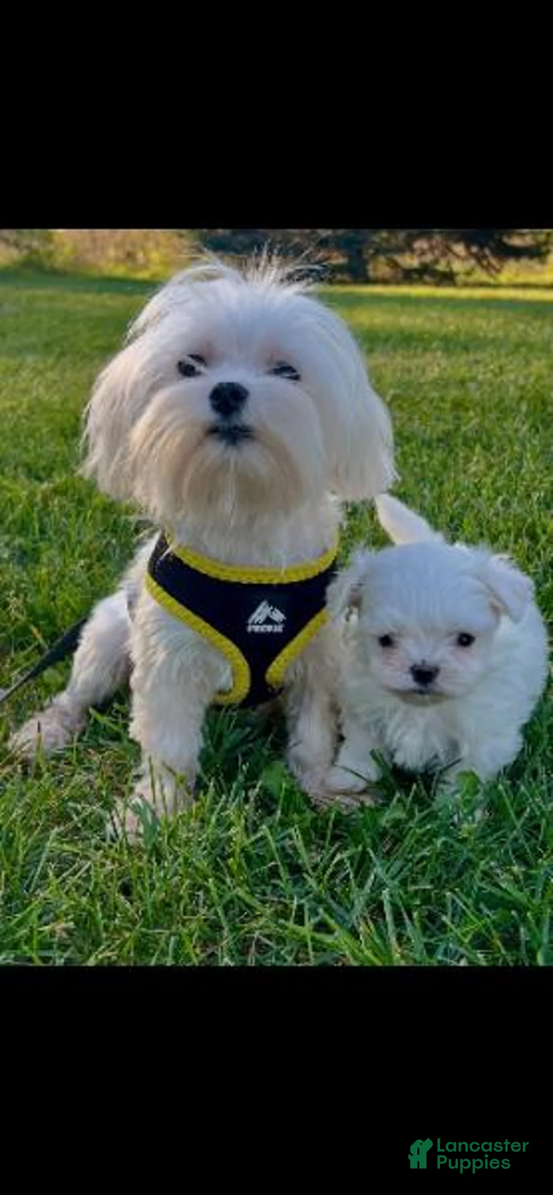 Maltese dogs for sale: Marley - Ad 2