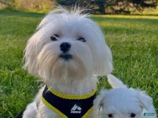 Maltese dogs Marley - Ad 2