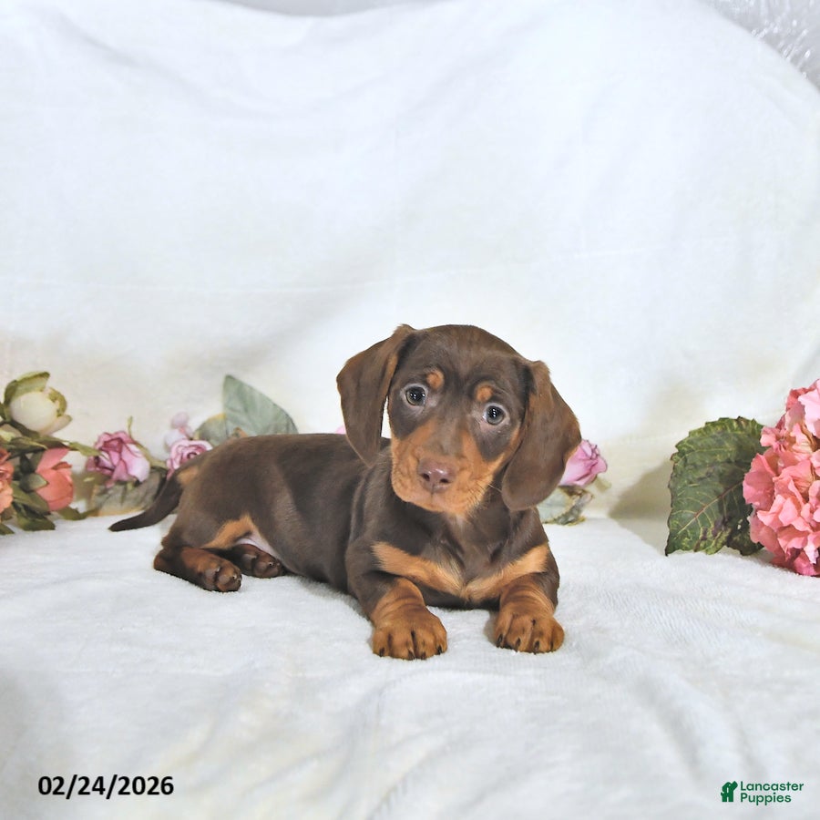 Miniature Dachshund dogs Piper - Ad 1