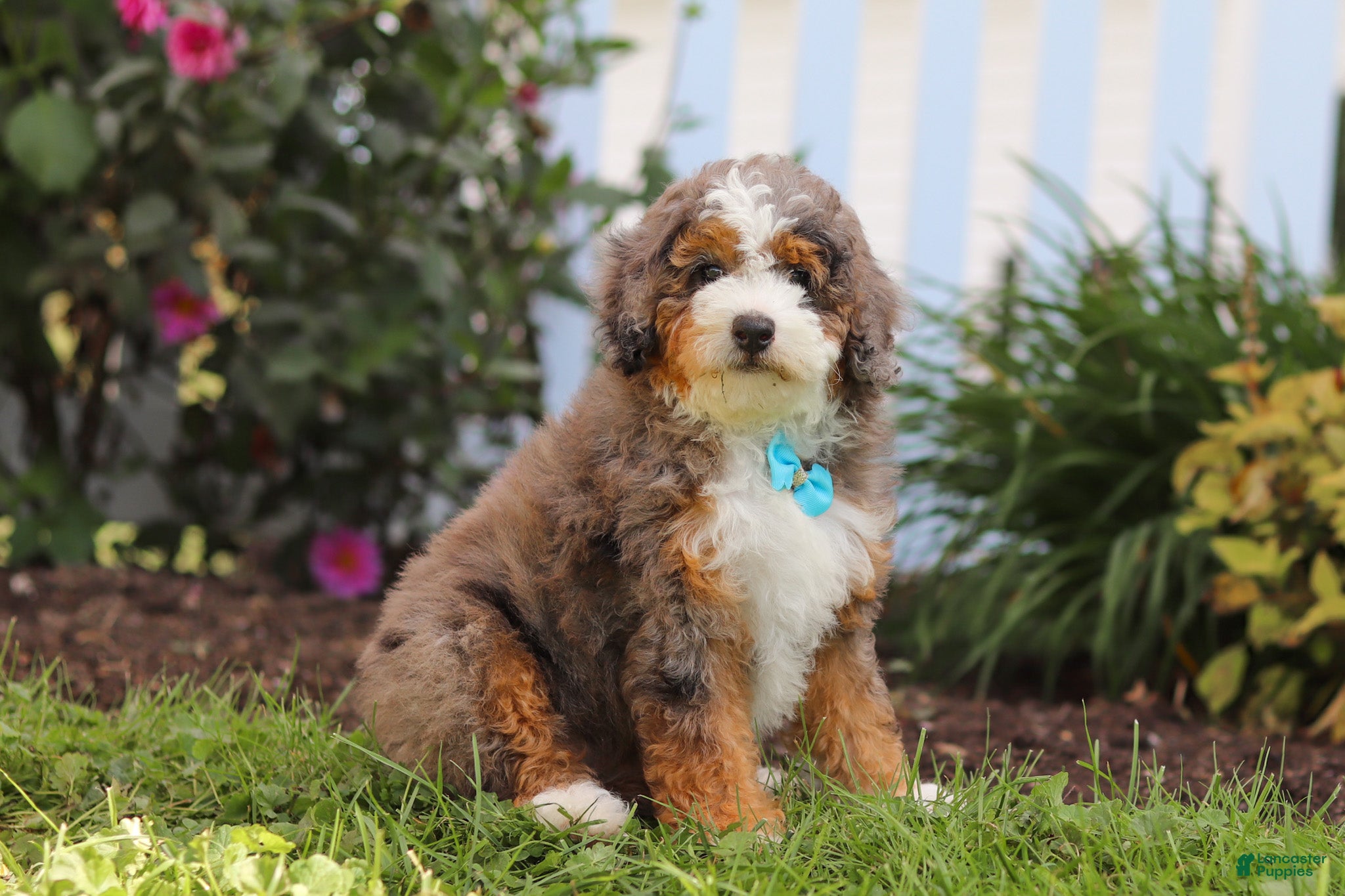 Mini Bernedoodle dogs for sale: Adrian - Ad 1