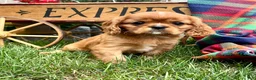 Cavalier King Charles Spaniel dogs for sale: Danny Boy❤️AKC Registered - Ad 1