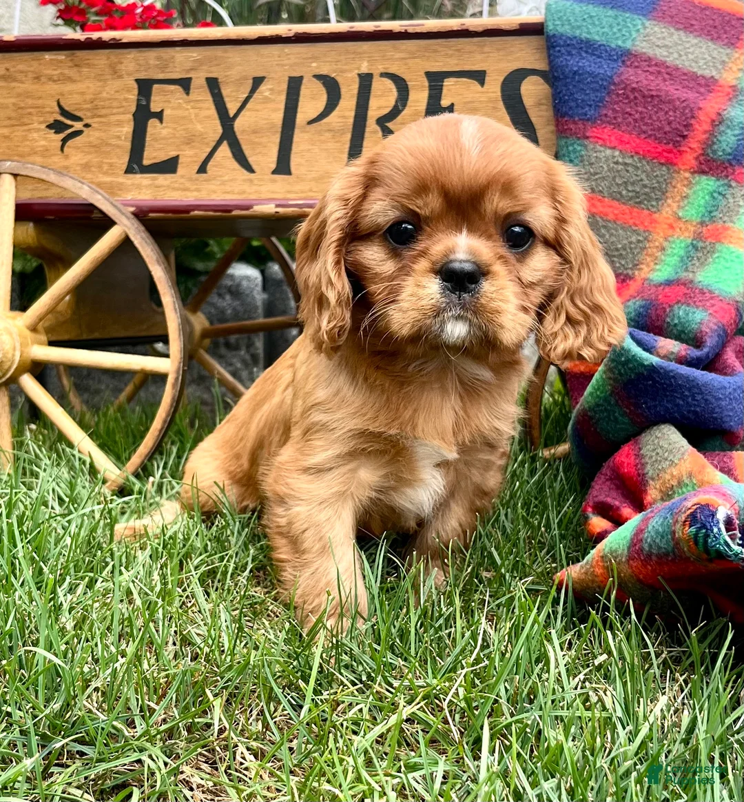 Cavalier King Charles Spaniel dogs for sale: Danny Boy❤️AKC Registered - Ad 1