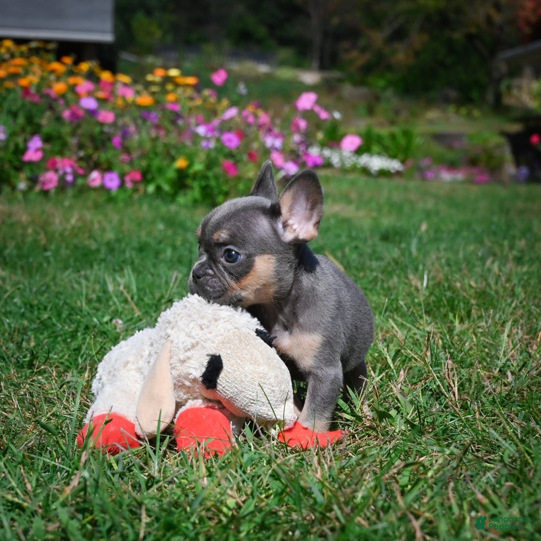 French Bulldog dogs for sale: Carrissa - Ad 10