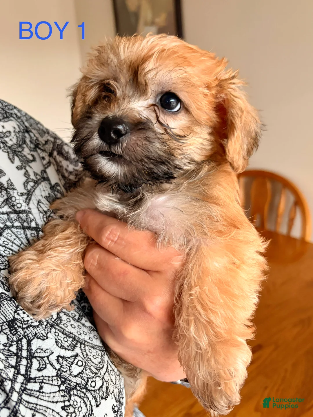 Mixed Breed dogs for sale: Mixed Breed Puppy 1 - Ad 2