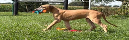 Great Dane dogs for sale: Patience Great Dane  - Ad 7