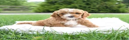 Cockapoo dogs for sale: Asa - Ad 2