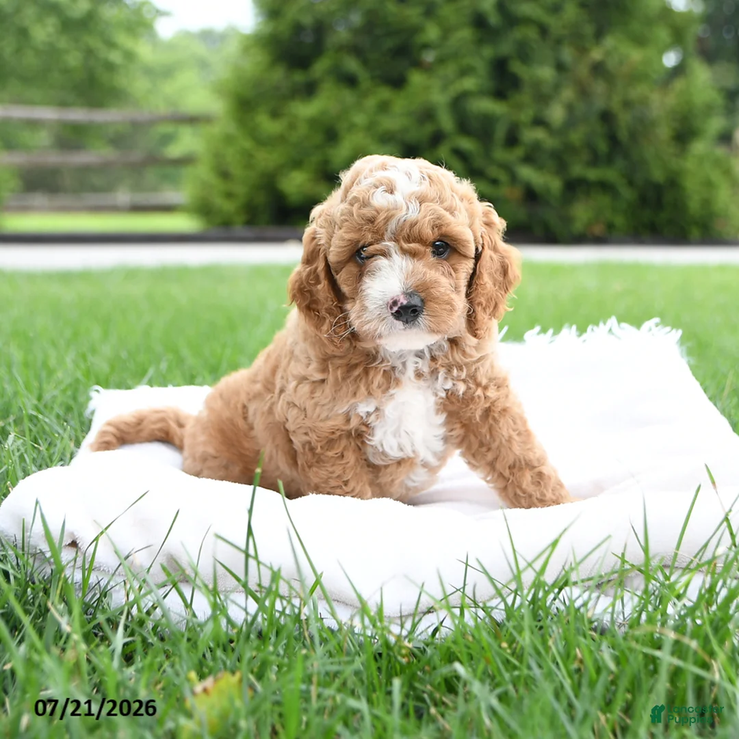 Cockapoo dogs for sale: Asa - Ad 2