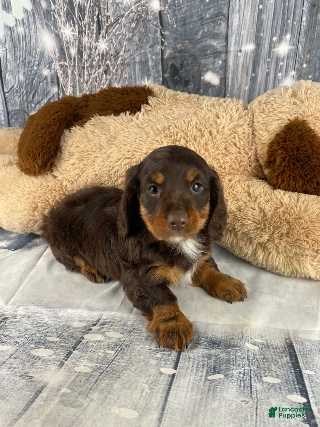 Miniature Dachshund dogs for sale: Kobe - Ad 13