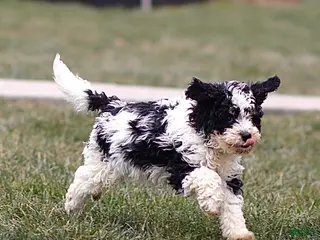 Mini Bernedoodle dogs Hugo - Ad 34