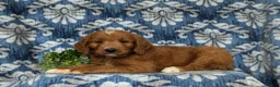 Goldendoodle dogs for sale: Thane - Ad 4
