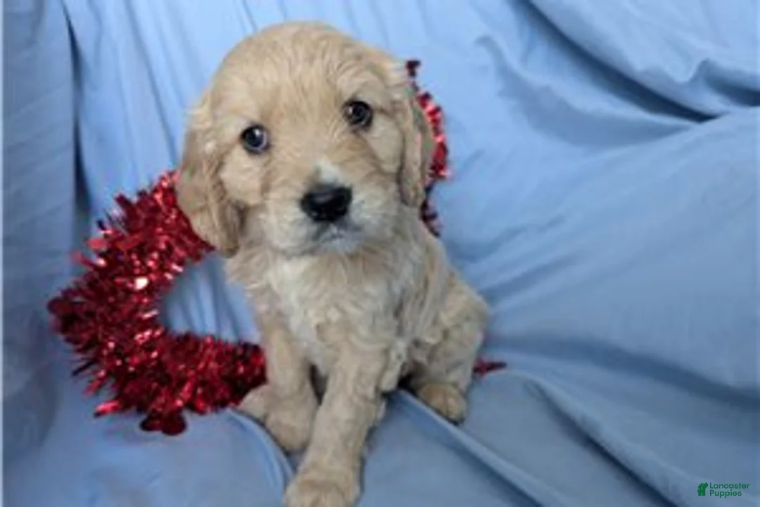 Mixed Breed dogs for sale: Jett - Ad 5