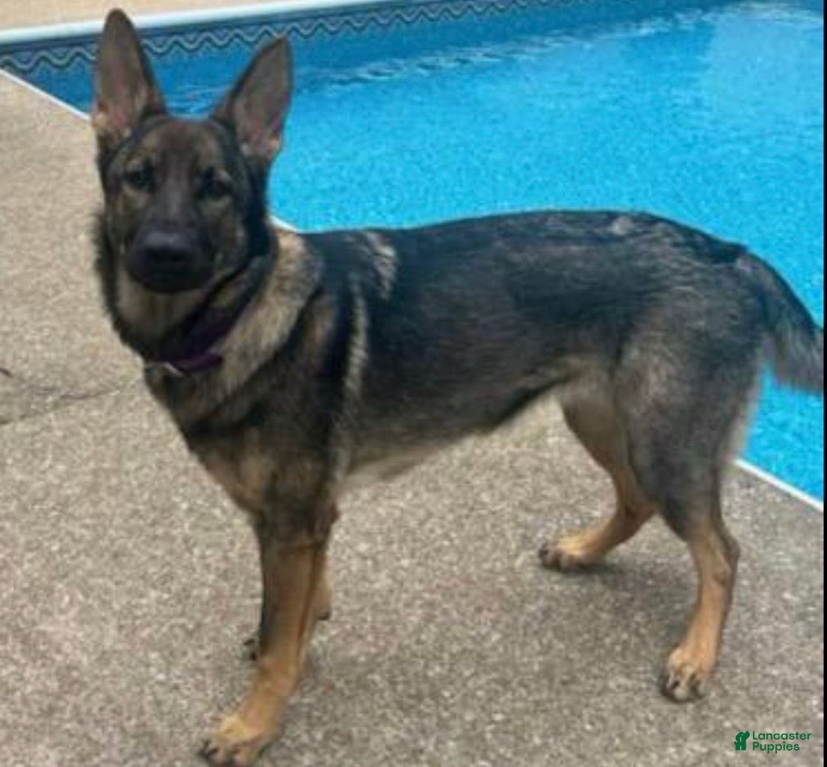 German Shepherd dogs Green Boy German Shepherd 4 - Ad 2