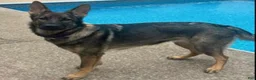 German Shepherd dogs for sale: Orange Boy German Shepherd 3 - Ad 2