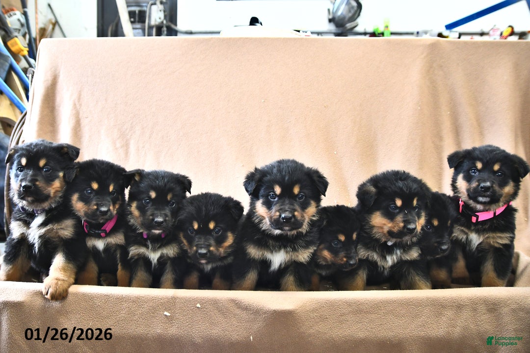 Mixed Breed dogs for sale: Atlas - Ad 5