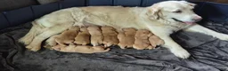 Golden Retriever dogs for sale: Christine - Ad 3