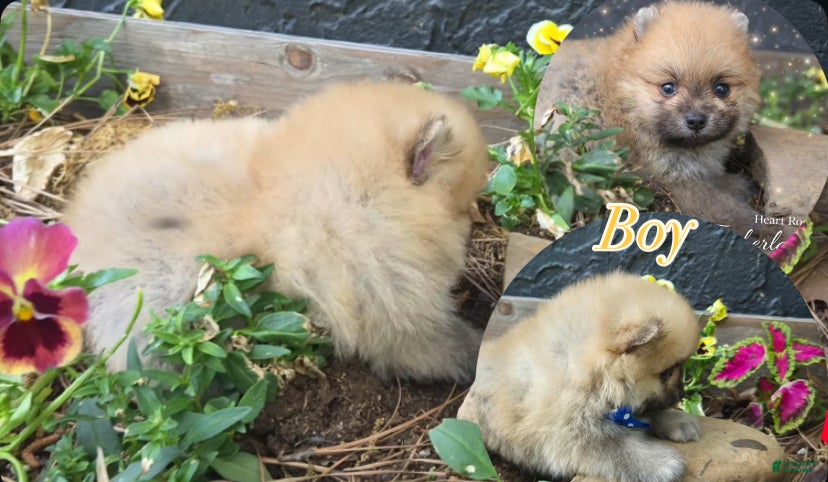 Pomeranian dogs Timber - Ad 2