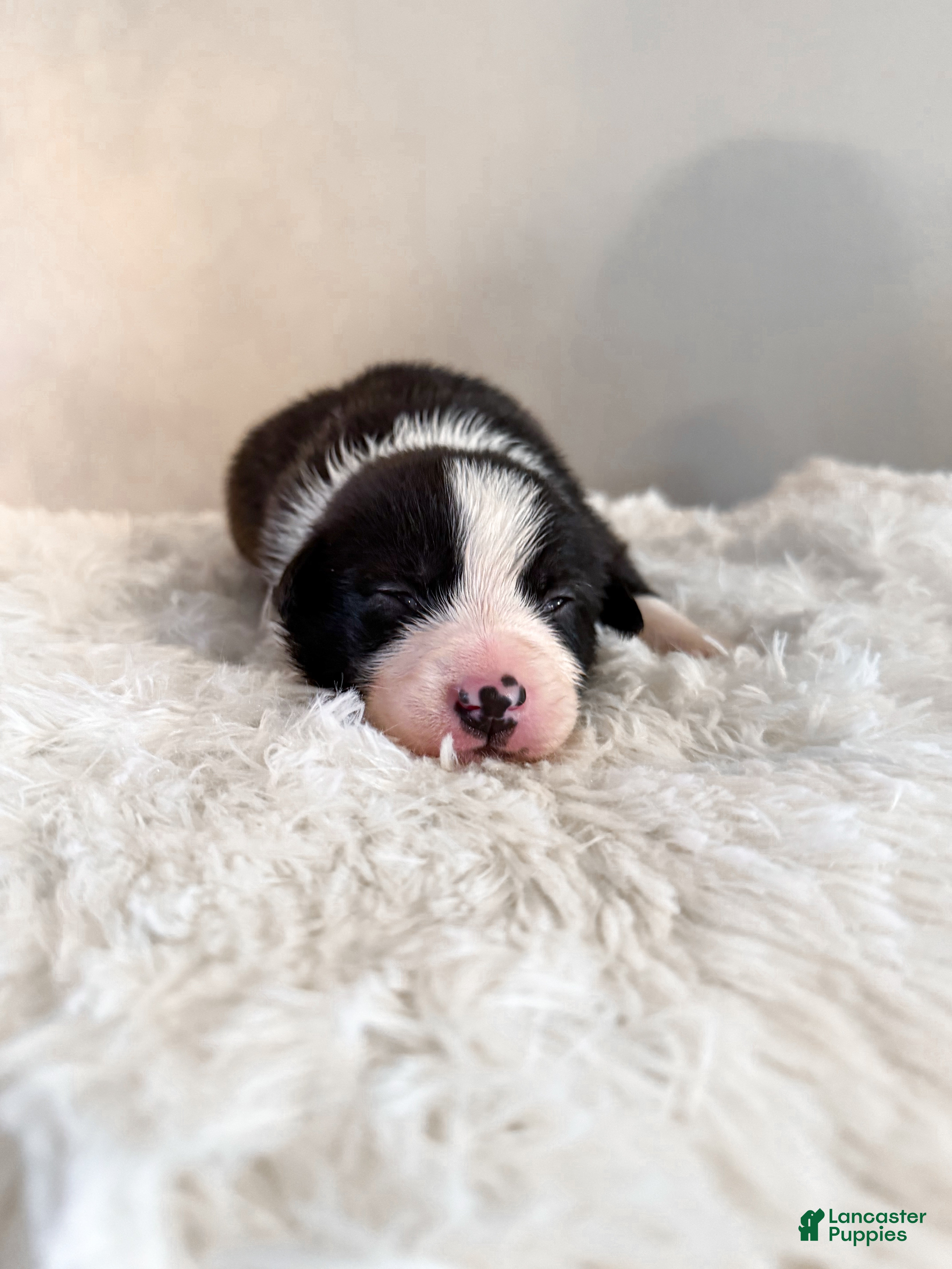 Border Collie dogs Colt - Ad 40