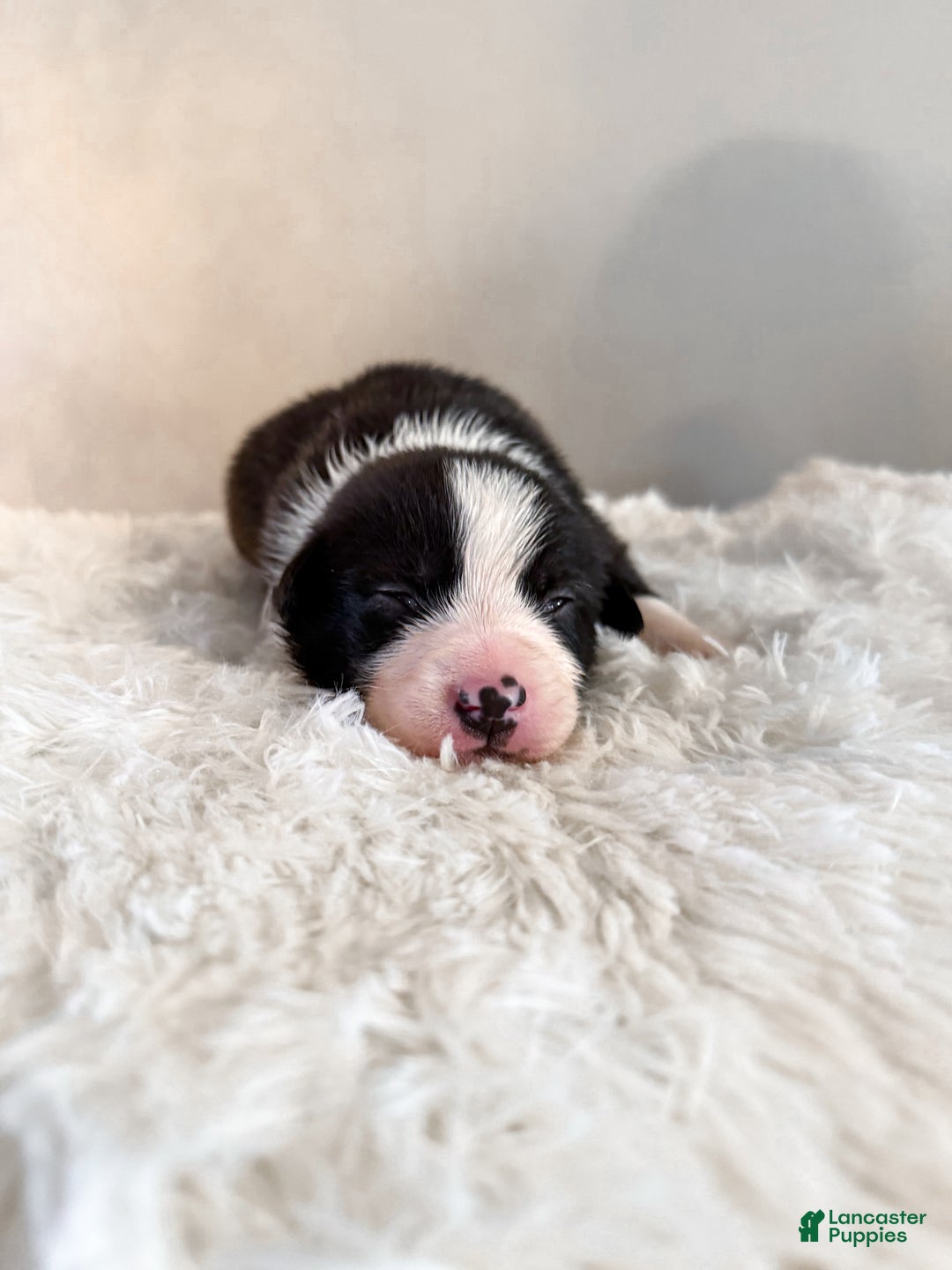 Border Collie dogs for sale: Colt - Ad 1