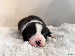Border Collie dogs Colt - Ad 39