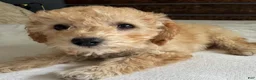 Toy Poodle dogs for sale: Honey  - Ad 8