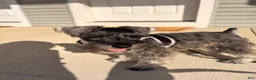 Miniature Schnauzer dogs for sale: Miniature Schnauzer Puppy 1 - Ad 1
