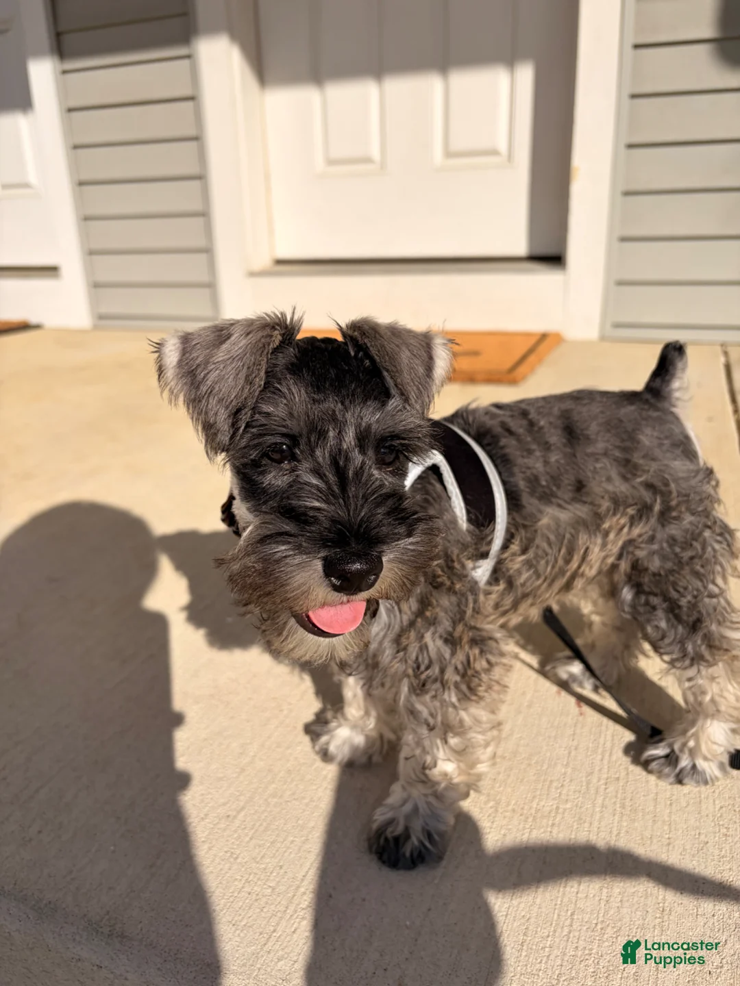 Miniature Schnauzer dogs for sale: Miniature Schnauzer Puppy 1 - Ad 1