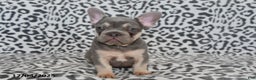 French Bulldog dogs for sale: Love Bug - Ad 2