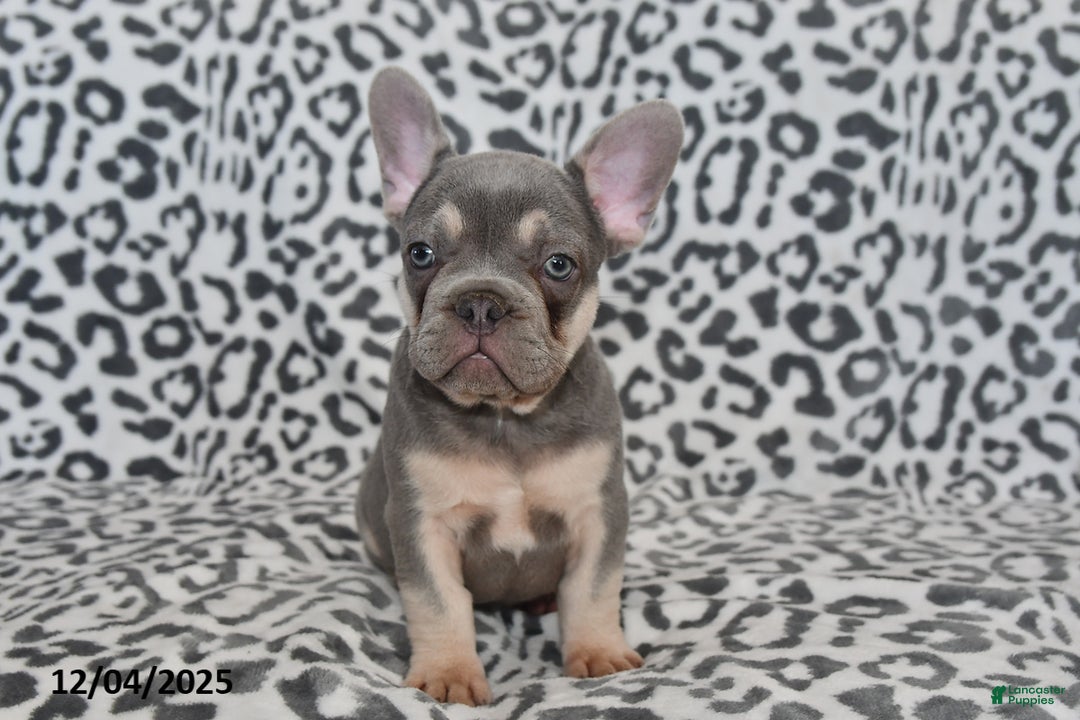 French Bulldog dogs for sale: Love Bug - Ad 2