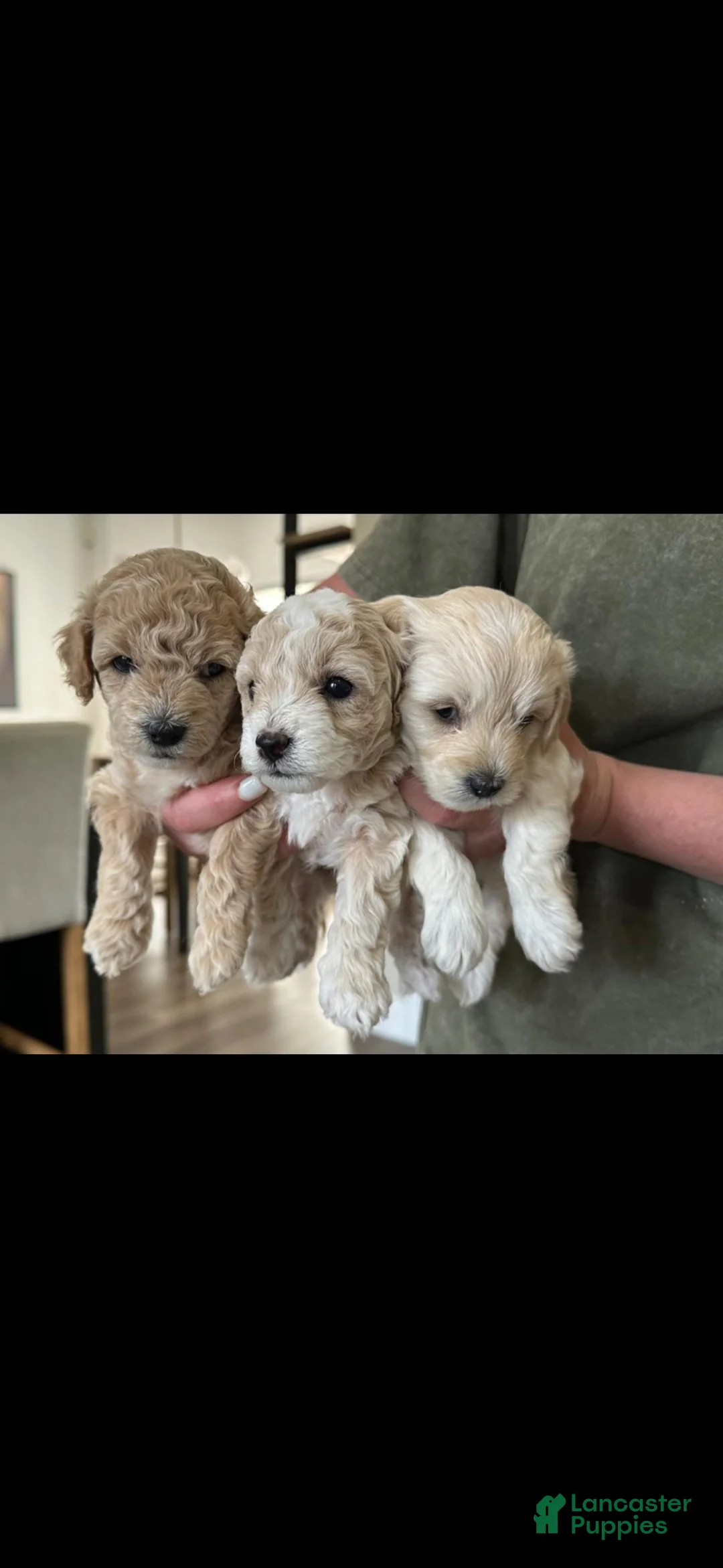 Maltipoo dogs for sale: Maltipoo Puppy 4 - Ad 2