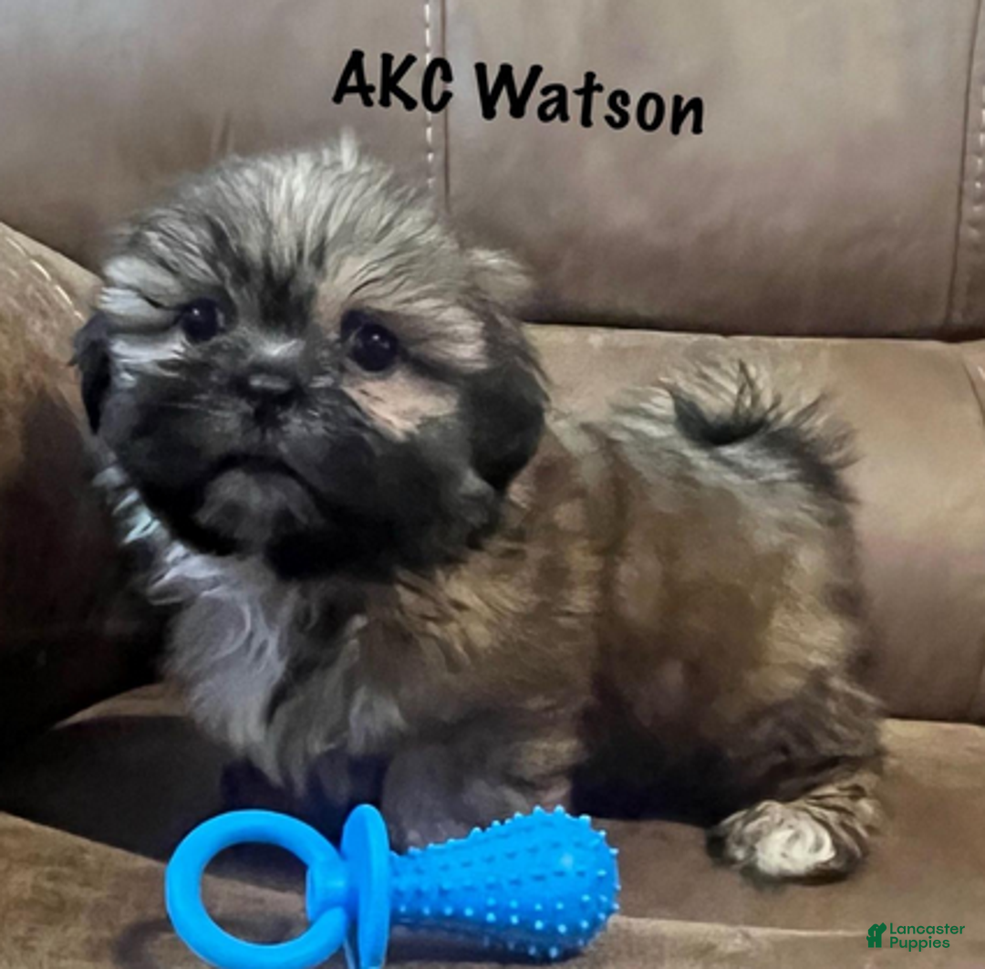 Shih Tzu dogs for sale: AKC Watson - Ad 1
