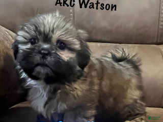 Shih Tzu dogs AKC Watson - Ad 1