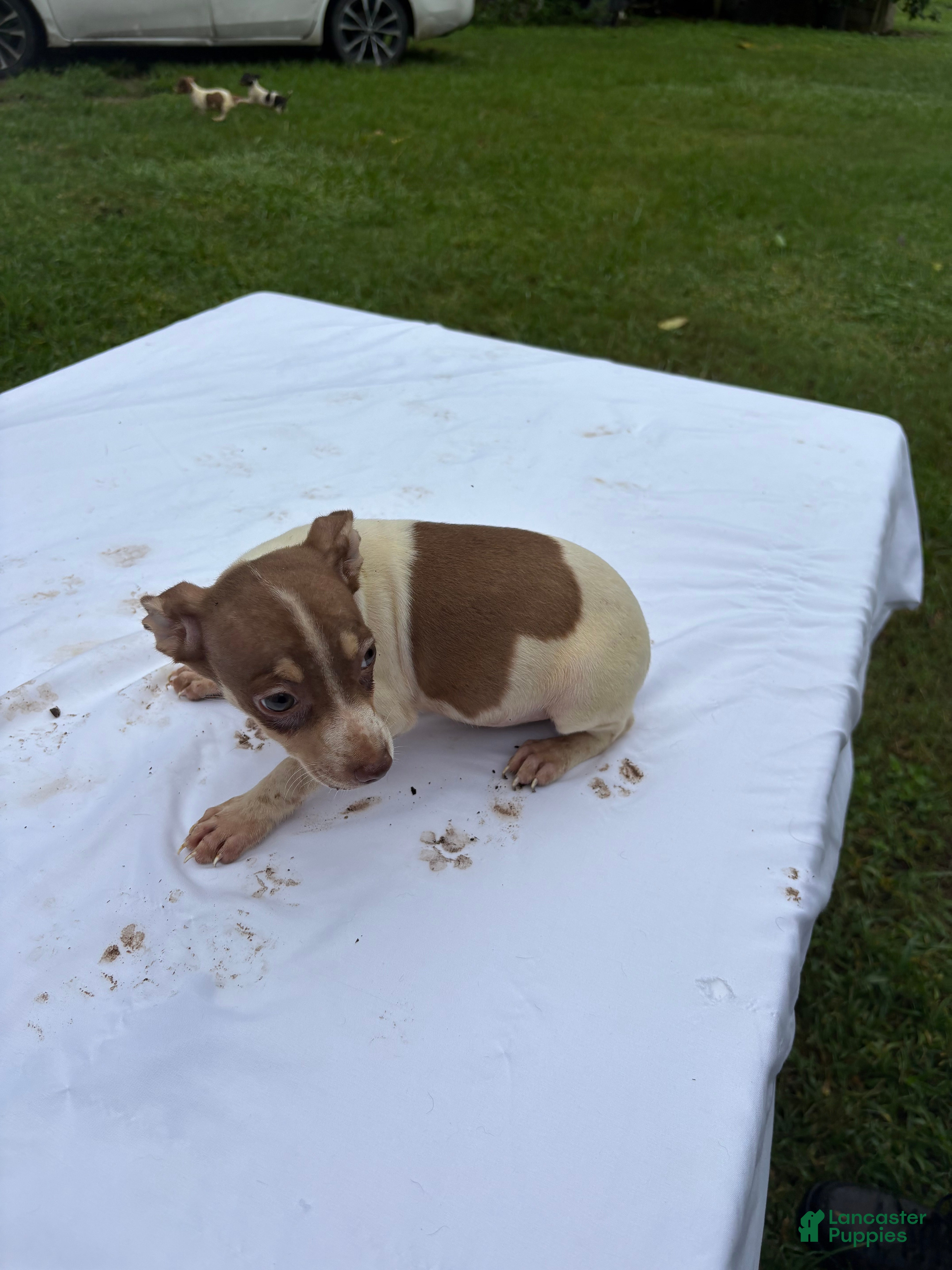 Rat Terrier