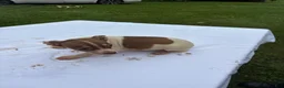 Rat Terrier dogs for sale: Rat Terrier 3 - Ad 1