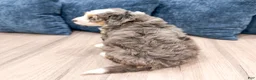 Mini Bernedoodle dogs for sale: Ruby - Ad 5